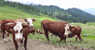 Les Aravis (Haute-Savoie) - Du 22 au 29 juin 2024