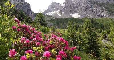 Les Aravis (Haute-Savoie) - Du 22 au 29 juin 2024