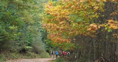 Rando Châtaignes à Oberbronn - 20 octobre 2024