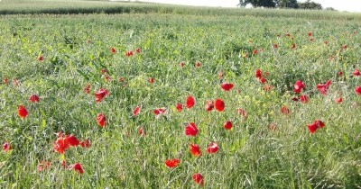 Marche hebdomadaire du mardi