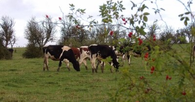 Marche hebdomadaire du mardi